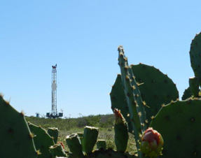 Cacti - Gas Measurement